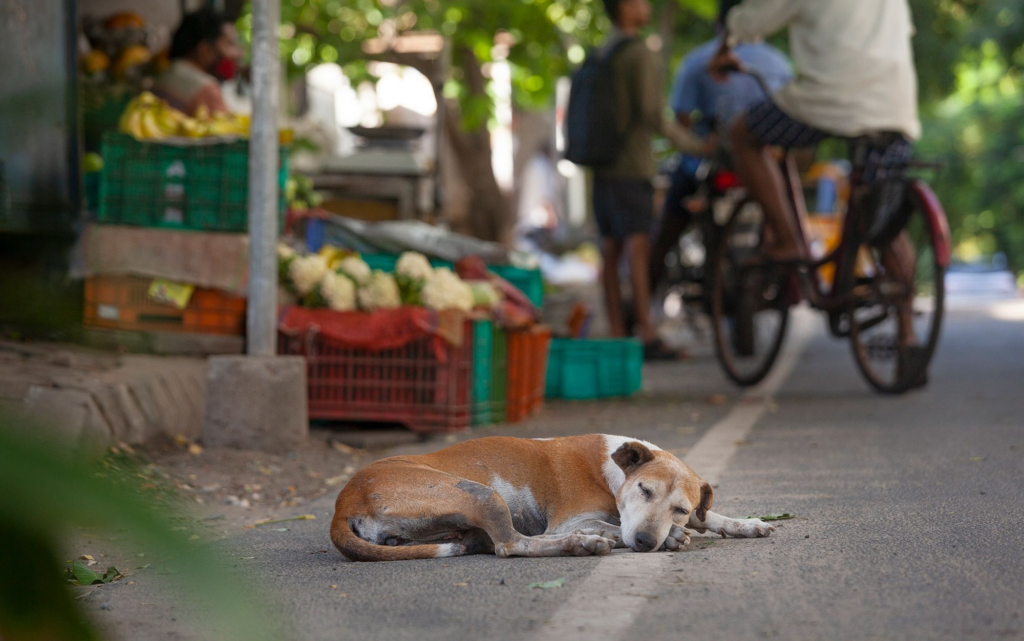 A SAD STORY OF STRAY DOGS