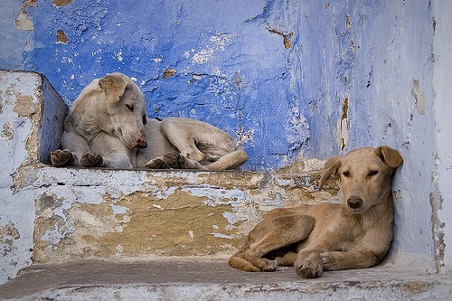 A SAD STORY OF STRAY DOGS