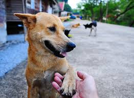 A SAD STORY OF STRAY DOGS