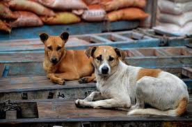 THE PLEIGHT STORY OF STRAY DOGS