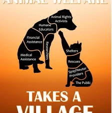 BEST ANIMAL WELFARE ORGANIZATION